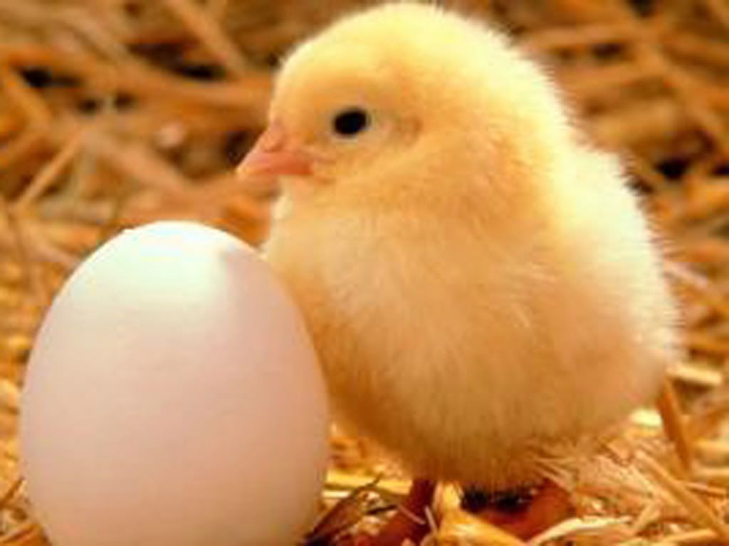 chick.jpg