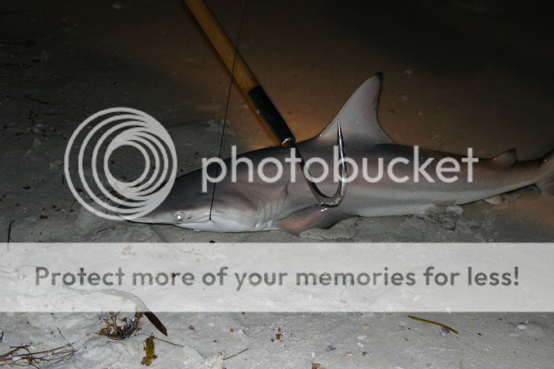 shark1a.jpg