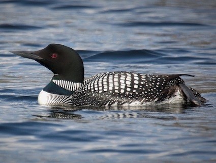 common_loon_joshmerril.jpg