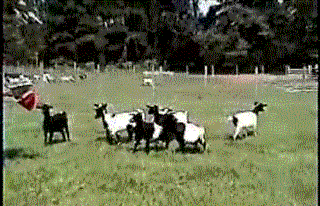 tumblr_m4gf0eYoCg1r5hk8jo1_400.gif