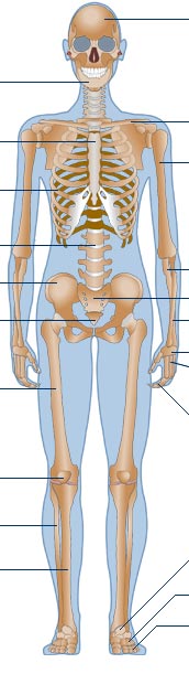skeleton_middle.jpg