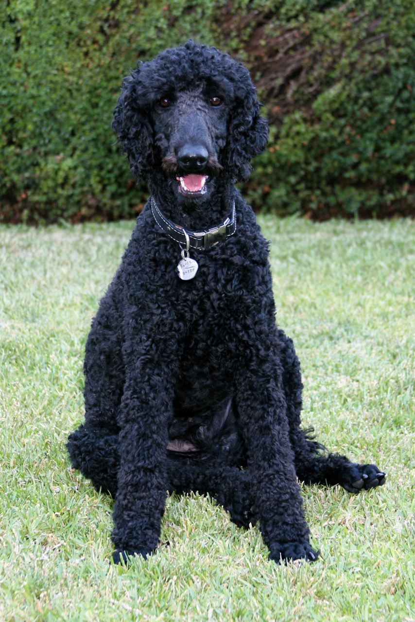 Standard_Poodle_black_male_sitting.jpg