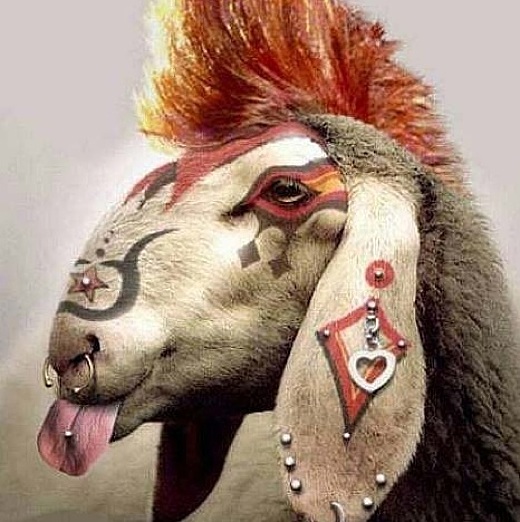 090928goat.jpg