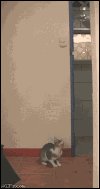 cat-vs-bat.gif
