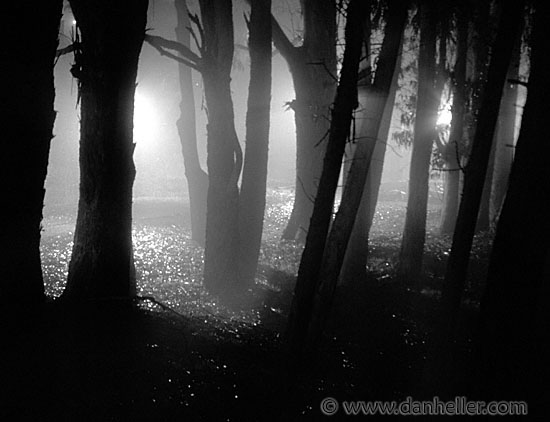 nite-tree-shadows-2-big.jpg