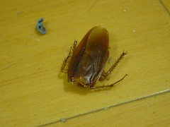 34544672_105095bfe1_m.jpg