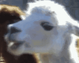 gpmARWm3Pwypq.gif