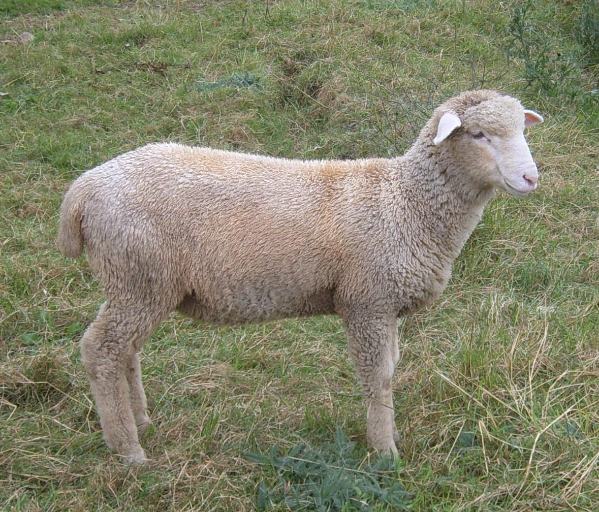 Ewe_lamb,_Columbia_breed.jpg