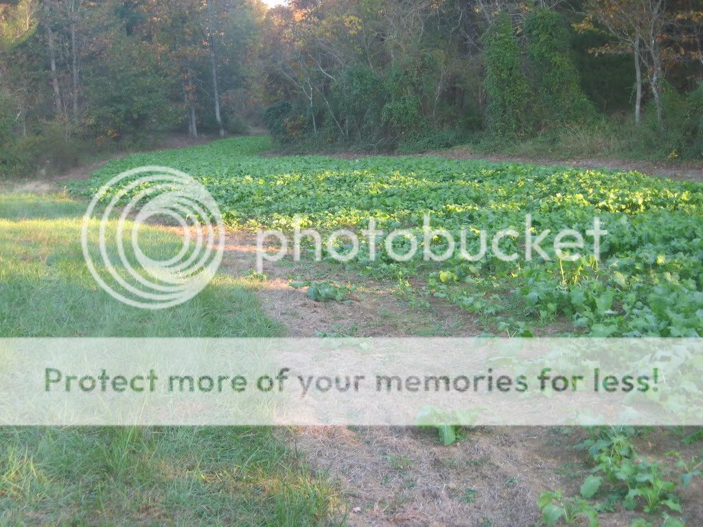 IMG_12531.jpg
