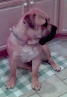Boerboel%20ATT000051.jpg