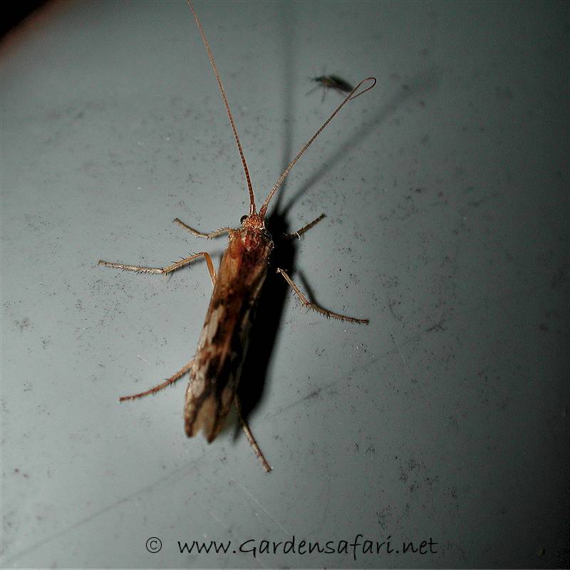 trichoptera_sp_hs1_8358.jpg