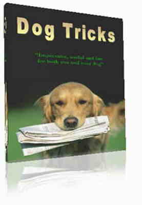 dog23157753.jpg