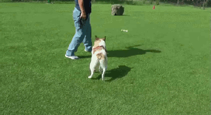 dwLmo3g.gif