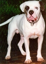 AlapahaBlueBloodBulldogsstand.jpg