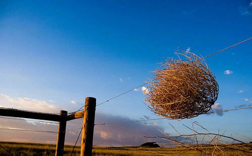 tumbleweed.jpg