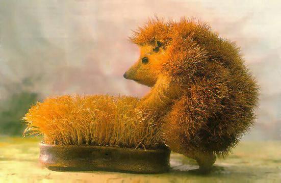 blind_hedgehog.jpg
