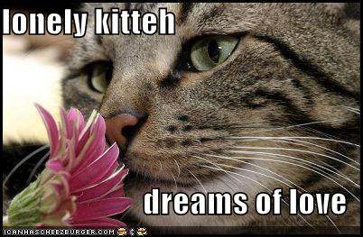 100213-lonely-kitty.jpg