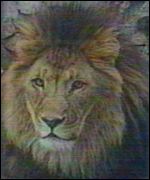 _1007452_lion.jpg