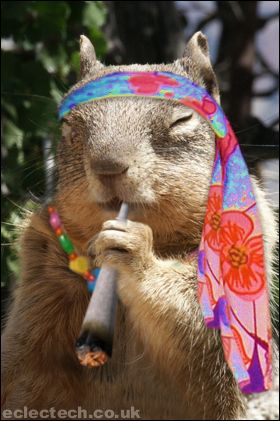 hippysquirrel.jpg