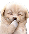 www.MessenTools.com-Humor-risa-perro.gif