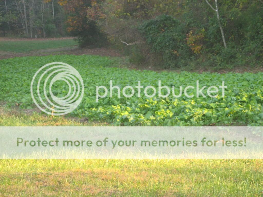 IMG_12541.jpg