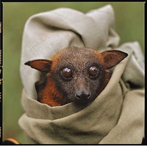flyingfox.jpg