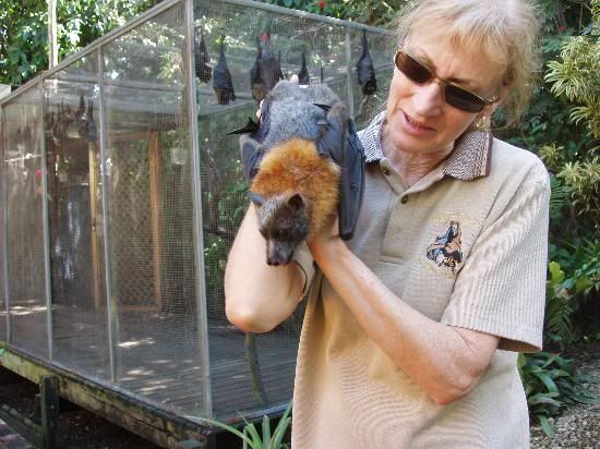 grey-headed-flying-fox.jpg
