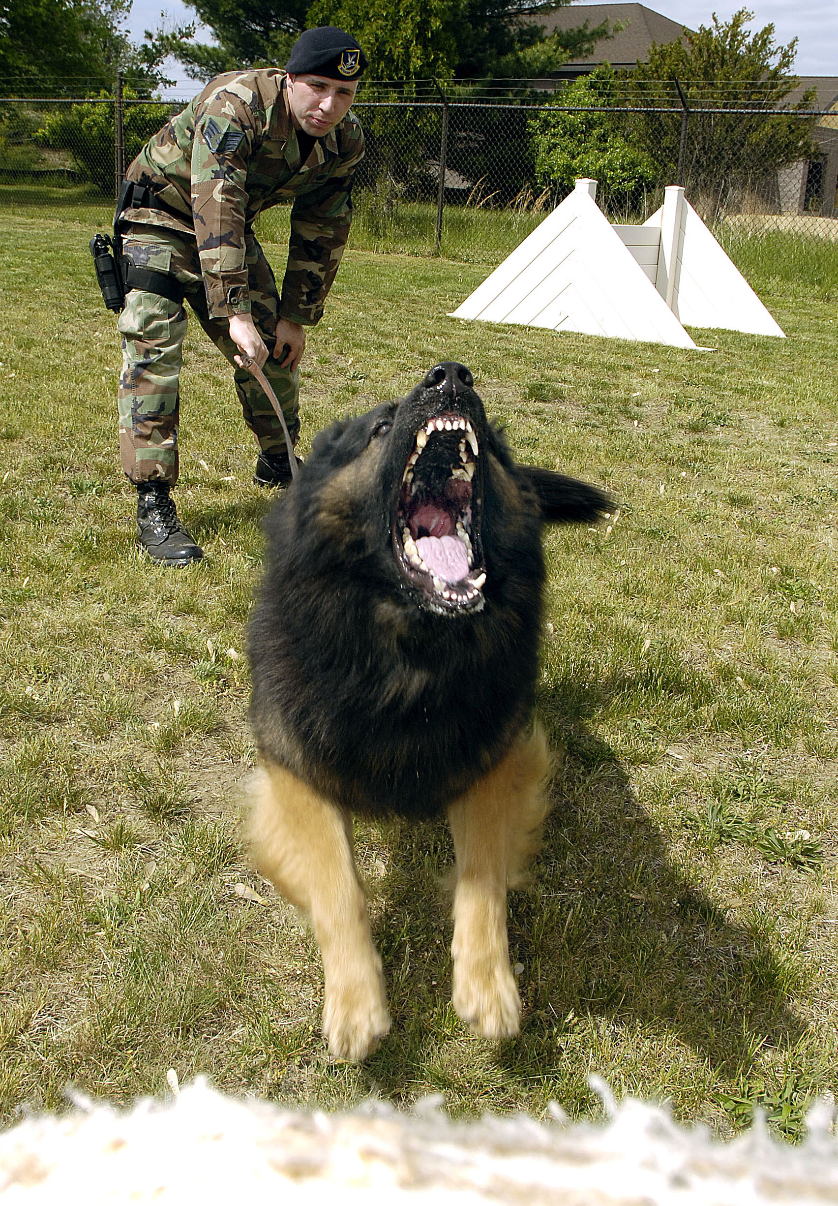 German_Sheperd.JPG