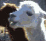 tumblr_mcy6yuEHPT1rwntf3.gif