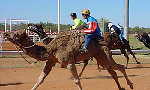 Camel_Racing2.jpg