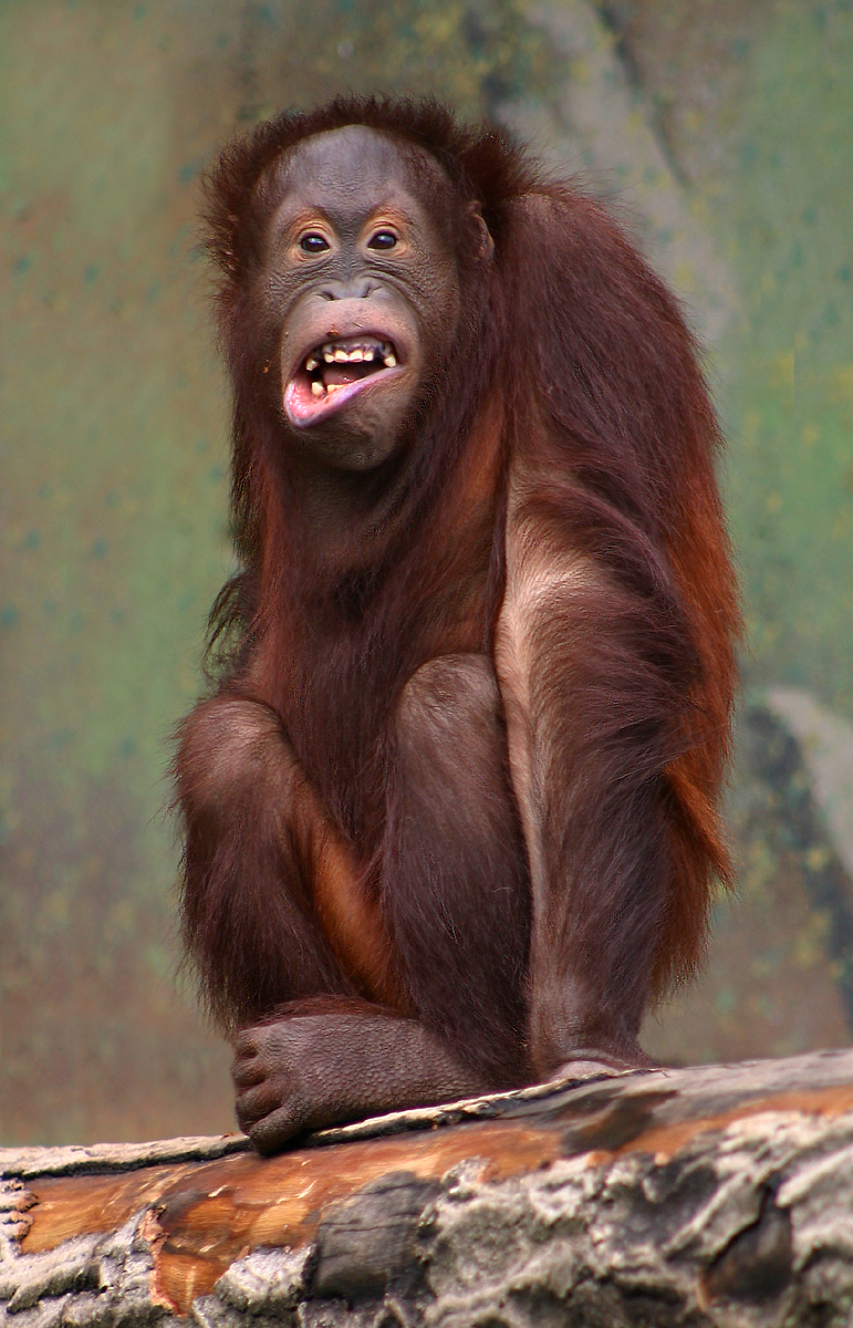 Pongo_pygmaeus_(orangutang).jpg