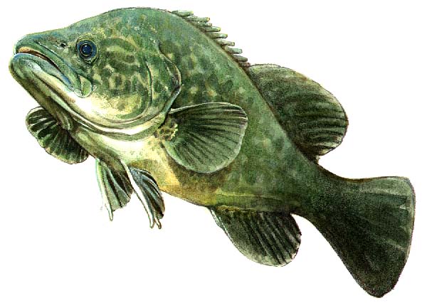 cod1.jpg