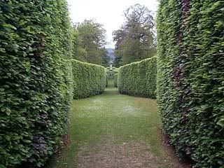 hedge1.jpg