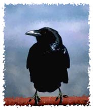 am_crow.jpg