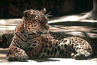 SDZ_0151-Jaguar.jpg