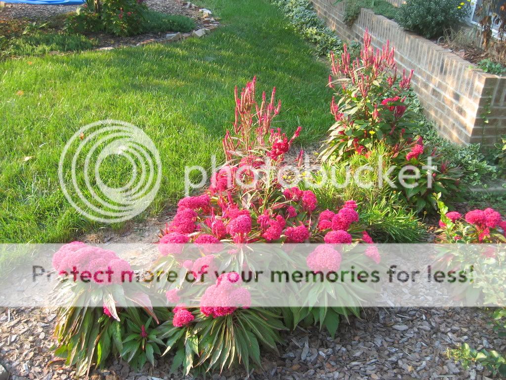flower1.jpg