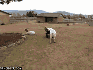 tumblr_mj1gd5YiTB1ruam3yo1_400.gif