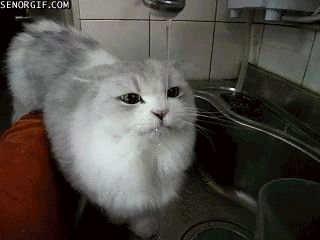 NpQWl.gif