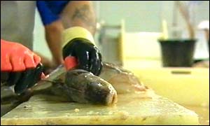 _38452541_fish4.jpg