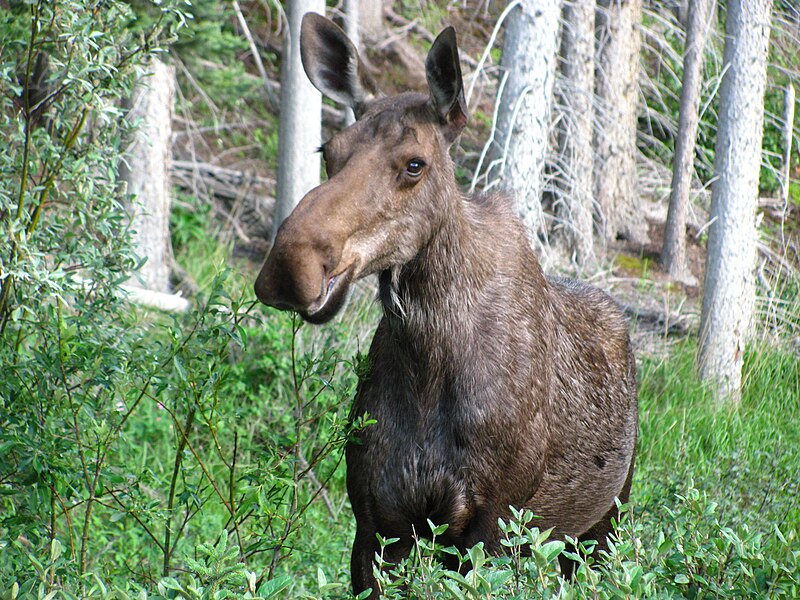 800px-Cow_moose.jpg