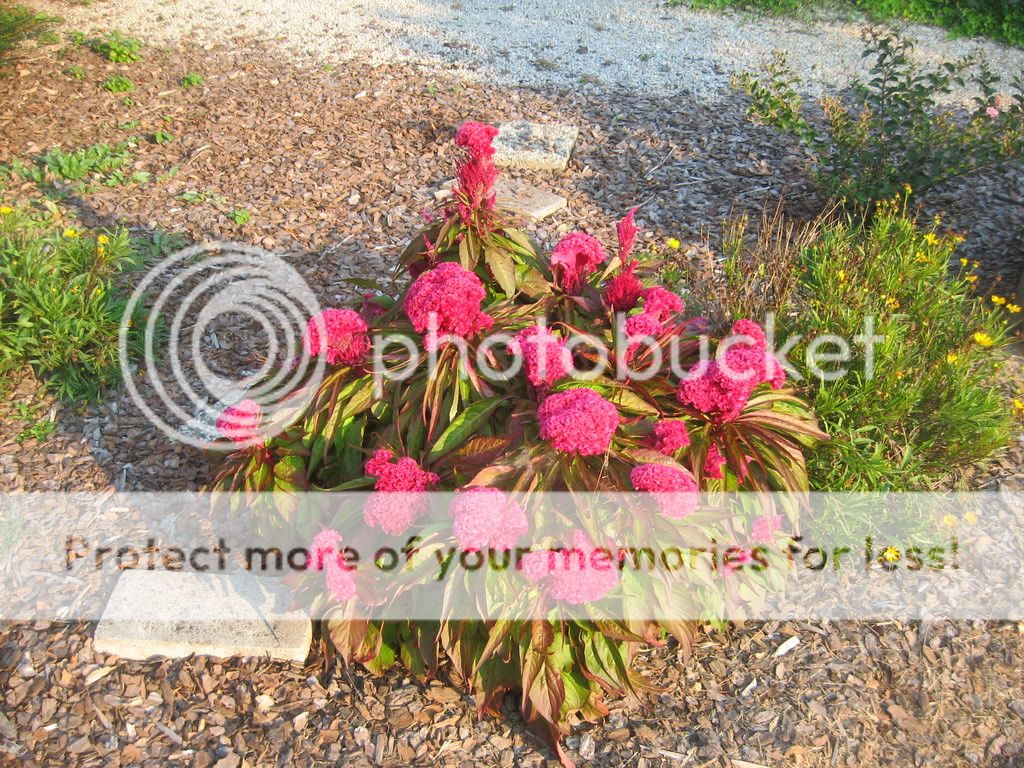 flower2.jpg