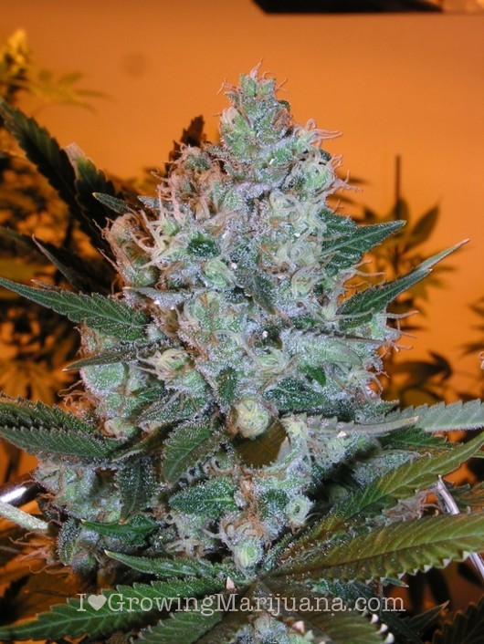 10-big-fat-cannabis-flower.jpg