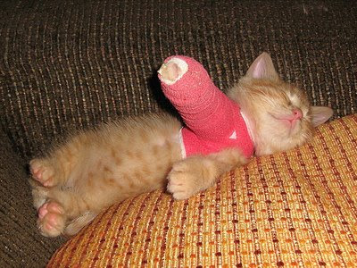 cat_cast.jpg