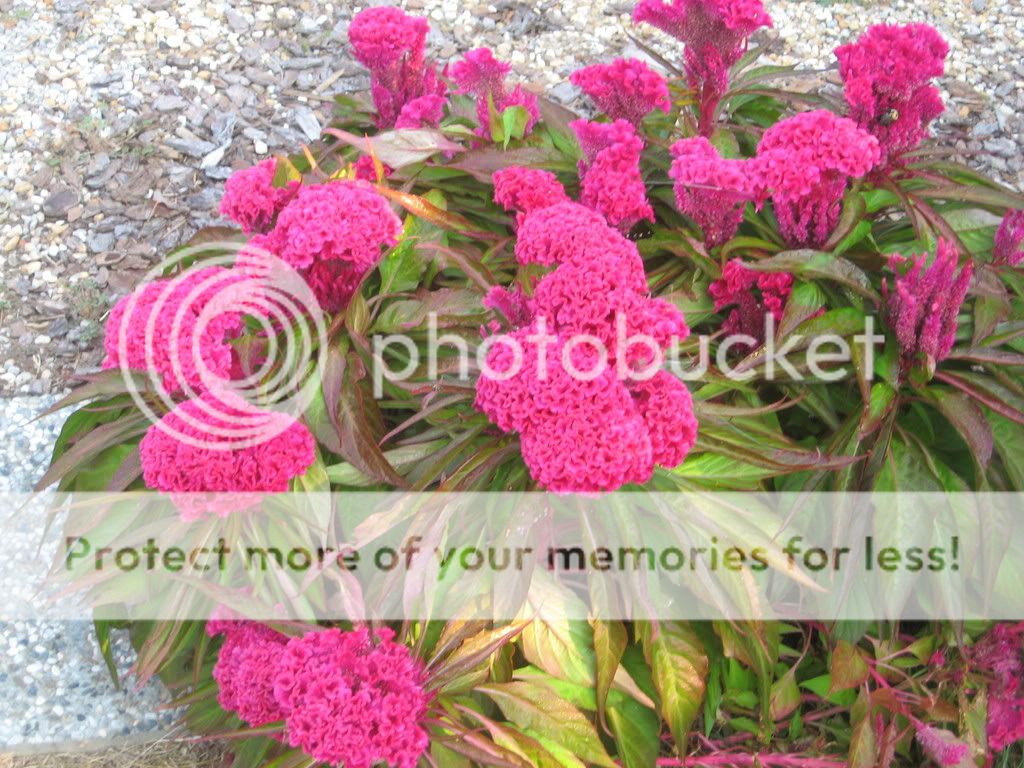 flower4.jpg