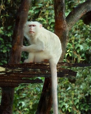 white+monkey004.jpg