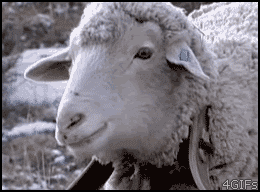 r69qK.gif