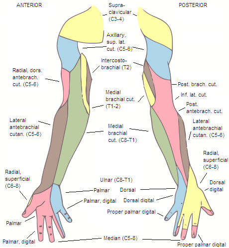 arm_hand_dermatomes.png