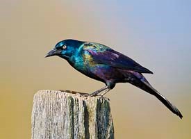 common_grackle_glamor.jpg