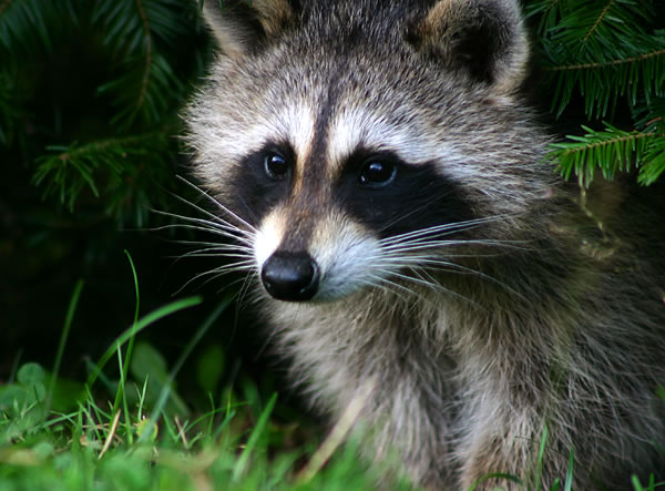 Close-up%20Racoon.jpg