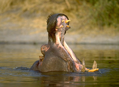 01035hippo.300a.jpg